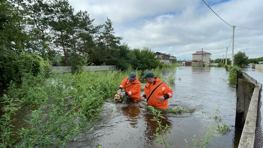 В Белогорске спасатели приходят на помощь обессиленным собакам плывущим в поисках суши фото видео