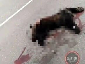 На трассе около Тынды насмерть сбили медвежонка которого подкармливали люди