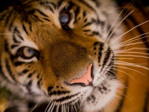 Тигрице выпущенной в Амурской области выбирают имя