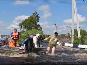 Он еле держался лапами за шифер в Амурской области из затопленного села спасли собак видео