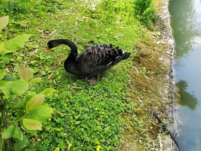 Туманно и почти без дождей прогноз погоды в Амурской области на 11 августа