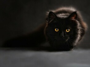 Россияне предпочитают заводить дома кошек выяснила СберСтрахование