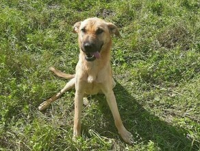 Повторила подвиг Дружка собака из Белогорского района вернулась охранять затопленный участок 