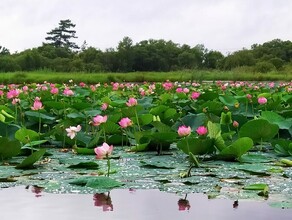 На озере в благовещенском парке Дружбы посадят лотосы