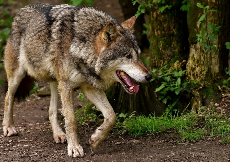 В Амурской области волк напал на грибника фото