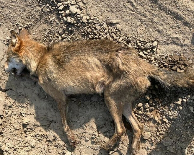 Волчицу напавшую на грибника в Амурской области застрелили