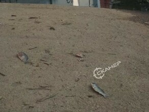 Благовещенец после паводка обнаружил на полу в гараже рыбу фото видео 