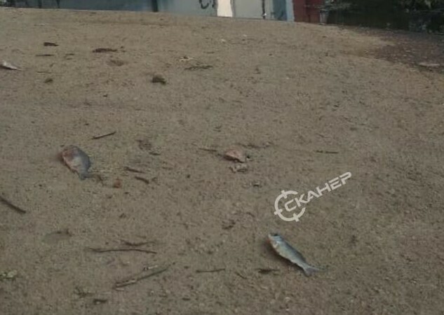 Благовещенец после паводка обнаружил на полу в гараже рыбу фото видео 