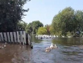 Домашние утки плавают по затопленной Владимировке видео 