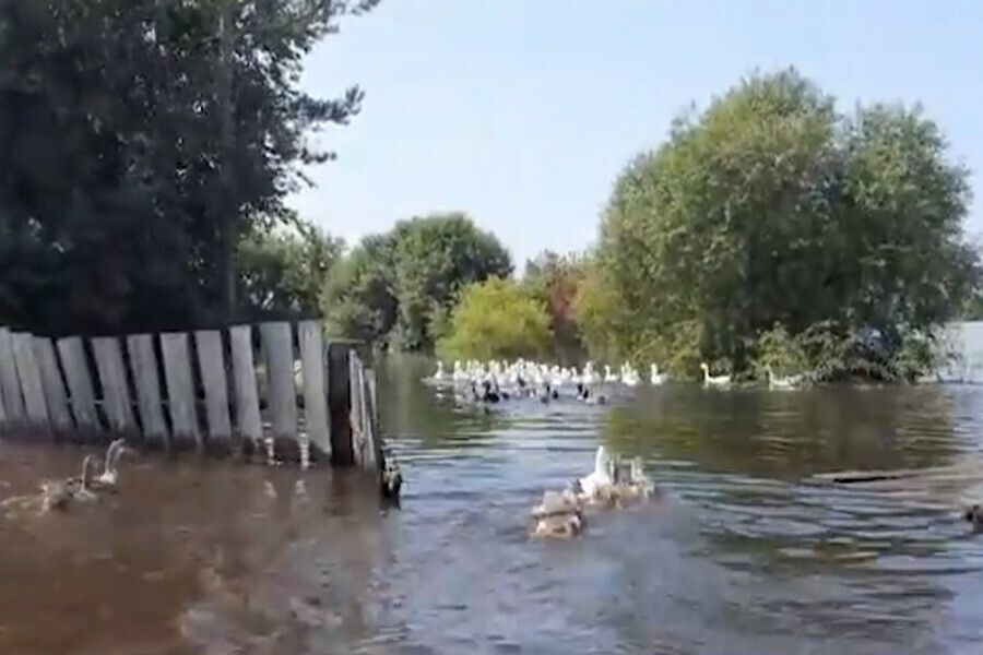 Домашние утки плавают по затопленной Владимировке видео 
