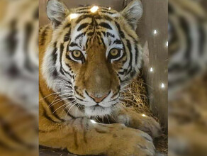 Ваани Кьяра Доминика началось голосование за имя для новой тигрицы выпущенной недавно в Амурской области 