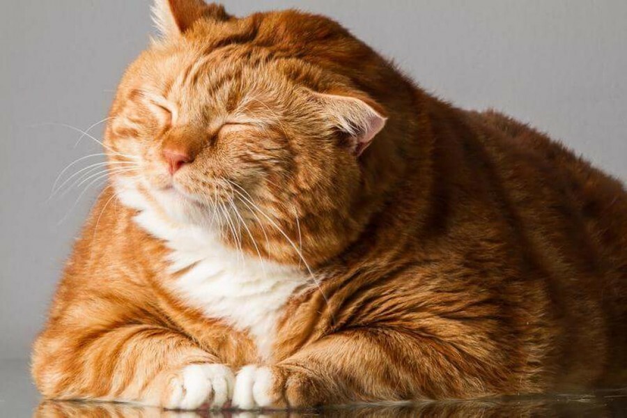 Объявляем фотоконкурс Толстый кот