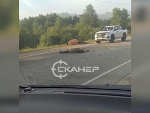 На трассе Благовещенск  Свободный насмерть сбили лошадей видео 18