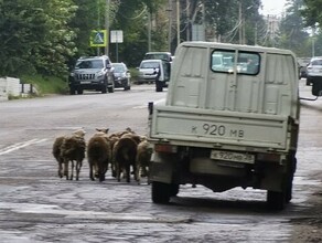 В центре Свободного предприниматель выпускал гулять баранов Что ему за это будет фото