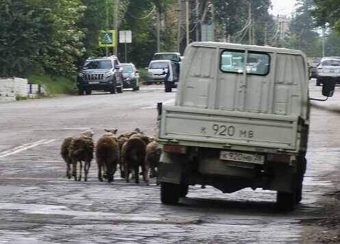 В центре Свободного предприниматель выпускал гулять баранов Что ему за это будет фото