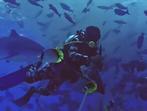 Приморский дайвер и его гид чудом спаслись от акулы видео