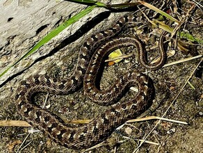 В Благовещенске возле Городского парка амурчанин встретил огромную змею фото