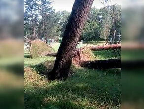 В лагере в Серышевском районе ветер повалил около 20 деревьев