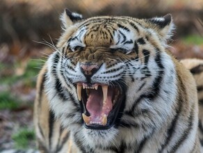 В Хабаровском крае тигр напал на человека и уволок его в лес