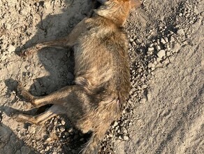 Напавшая на амурского грибника волчица оказалась бешеной        