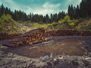 В Приамурье некоторые компании вырубающие лес не провели лесовосстановление Что им за это будет 