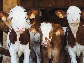 Четыре новых пункта по убою скота откроются в Амурской области  
