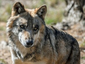 В Амурском селе волк напал на домашних собак