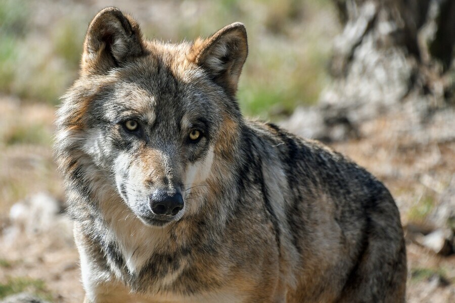 В Амурском селе волк напал на домашних собак