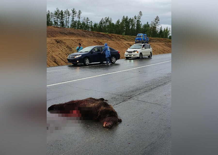 На трассе около Тынды насмерть сбили второго медвежонка которого подкармливали люди