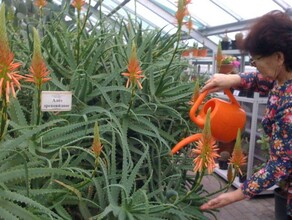 В Амурской области собирают первую выставку редких гигантских и цветущих раз в 100 лет растений