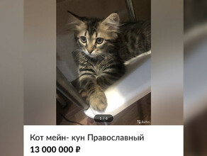 В интернете продают православного кота за 13 миллионов рублей 