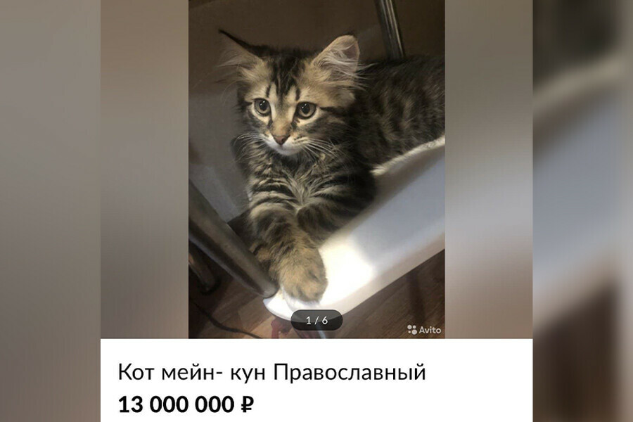 В интернете продают православного кота за 13 миллионов рублей 