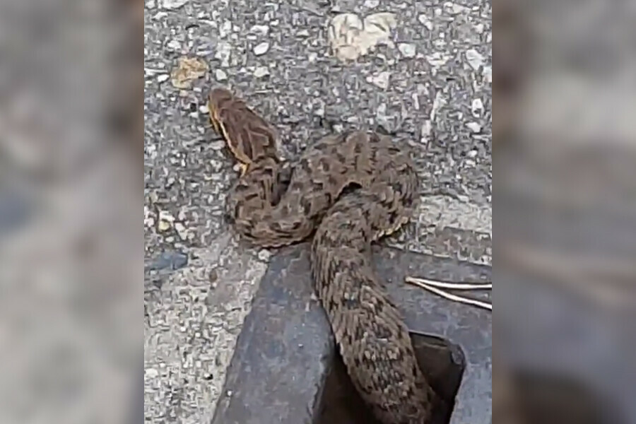 На набережной Благовещенска снова обнаружили ядовитую змею 
