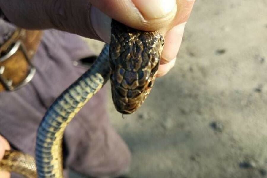 В Благовещенске за сутки на набережной поймали двух змей Опасны ли они для людей фото