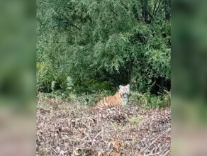 Кискис недавно выпущенная на волю в Амурской области тигрица Амба попала в объектив видеокамеры видео