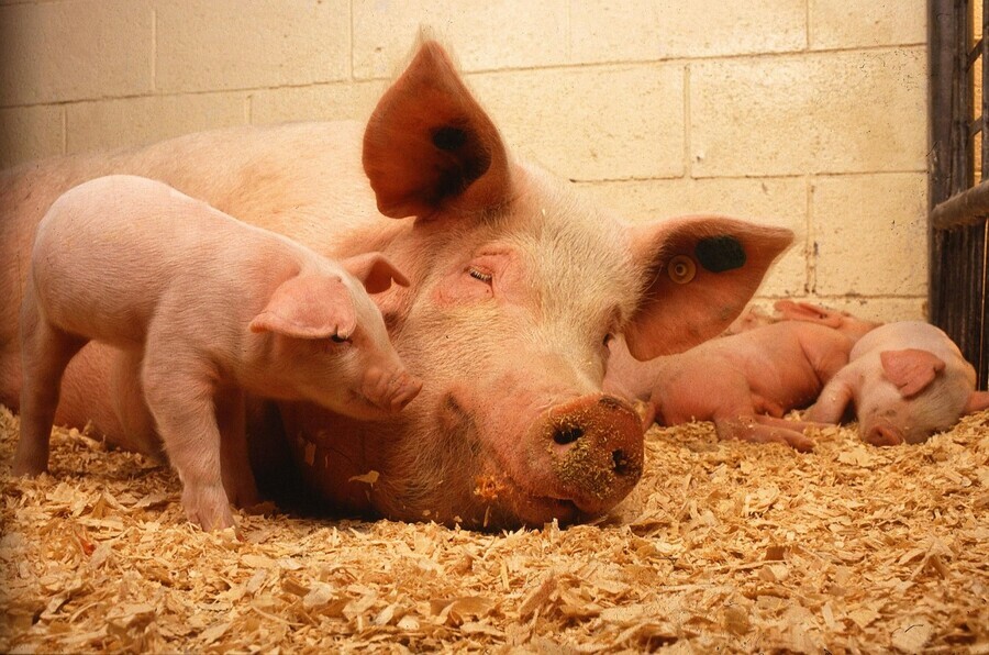 В Амурской области начали выплачивать деньги людям потерявшим свиней изза АЧС