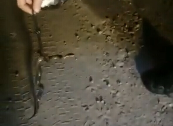 Ядовитого щитомордника поймали в Благовещенске видео