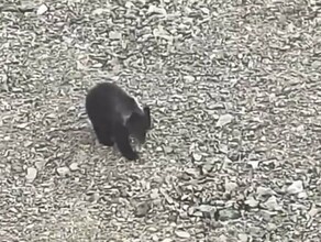 Травмированный медвежонок с тындинской трассы остался без мамы и еды Животное может попасть в зоопарк видео