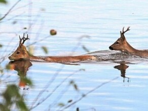 Удивительное природное явление в Амурской области начали охранять специалисты 