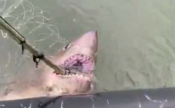 На Сахалине рыбаки случайно поймали огромную акулу видео