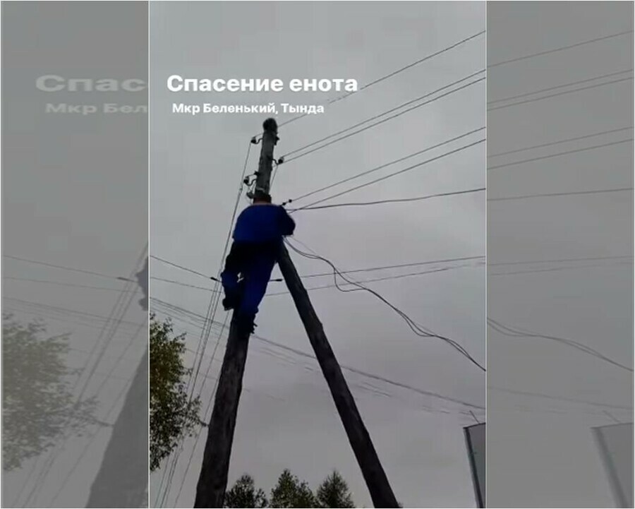 В Тынде развернули спецоперацию по спасению енота