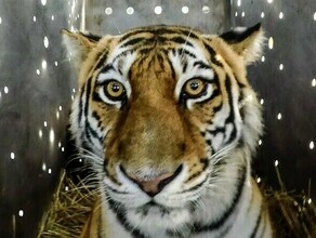 Одному из убийц тигра Павлика в Амурской области увеличили срок