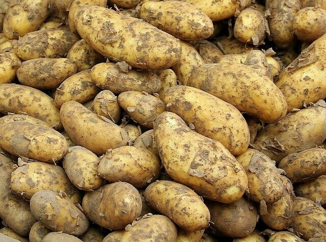 В Благовещенском районе подтопленцам потерявшим урожай начали выдавать картофель 