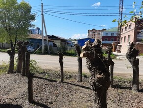 Красота и уродство опиленные карагачи в центре Благовещенска неприятно впечатлили прохожих