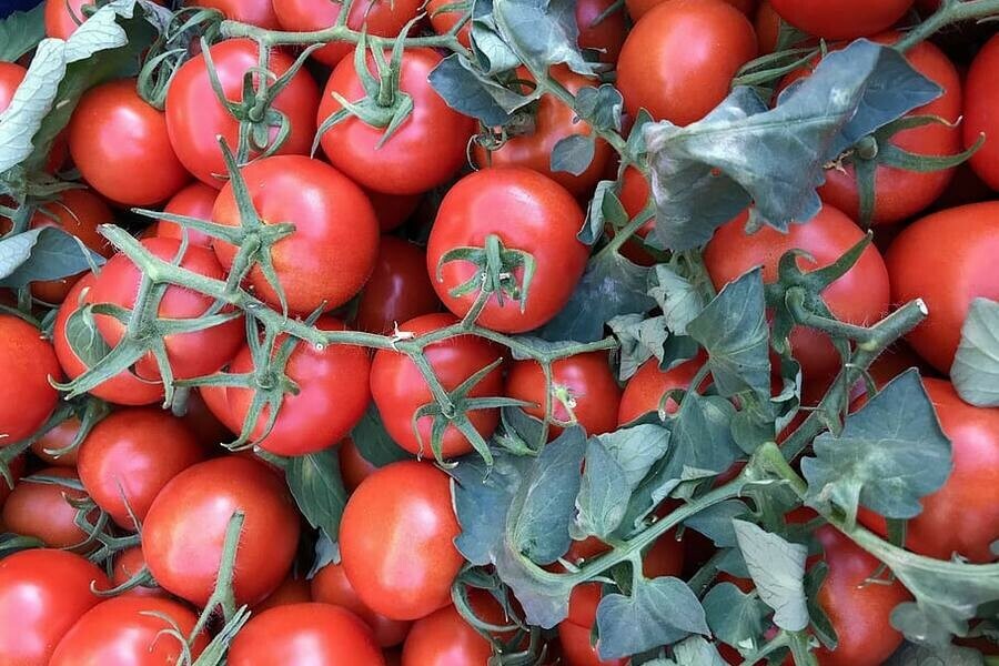 Благовещенским садоводам потерявшим урожай изза паводка выдадут по 270 килограммов овощей