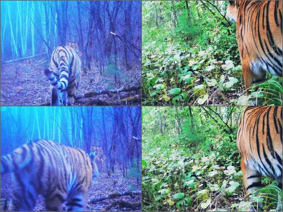 Мечты сбываются в Амурскую область к Елене впервые пришел дикий тигр видео