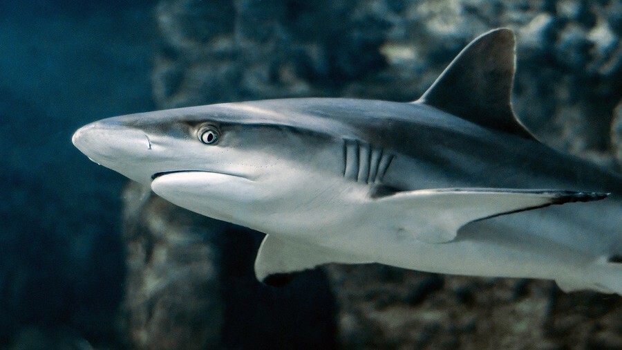 У берегов Владивостока замечены хищные акулы