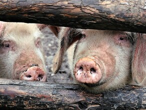 В Приамурье обнаружили еще два очага африканской чумы свиней 