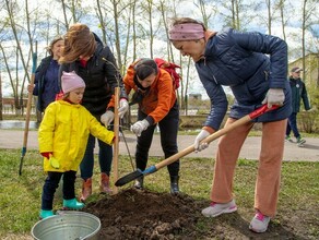 В Благовещенске изза посадки деревьев перекрыли улицу Зейскую Когда откроют