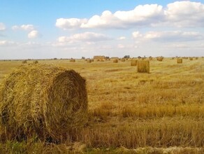 Фазан Гармония Верное в Благовещенском городском округе появились 11 новых территорий садоводческих товариществ